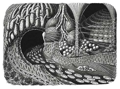“Fairytale journey along the bloodstream – Entering a glandular cavity with an idealized cell-scape,” illustration by Arthur Schmitson for Kahn’s “Life of Man, Vol. II,” 1924
